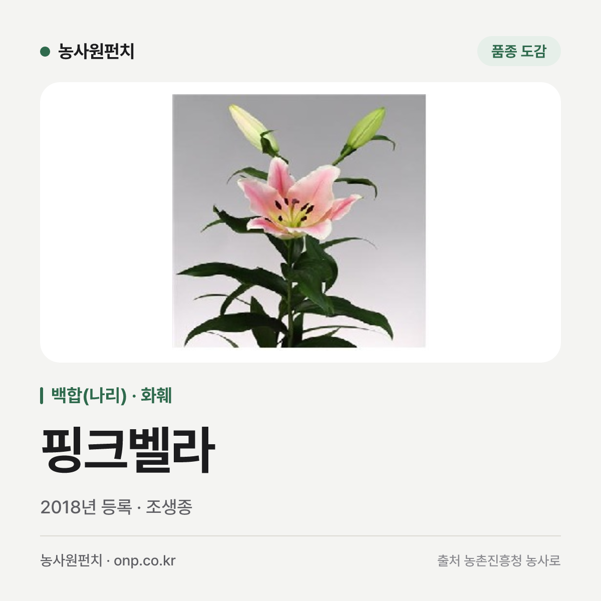 핑크벨라