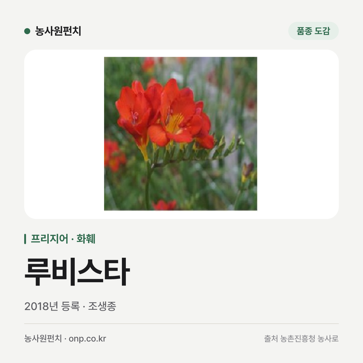 루비스타