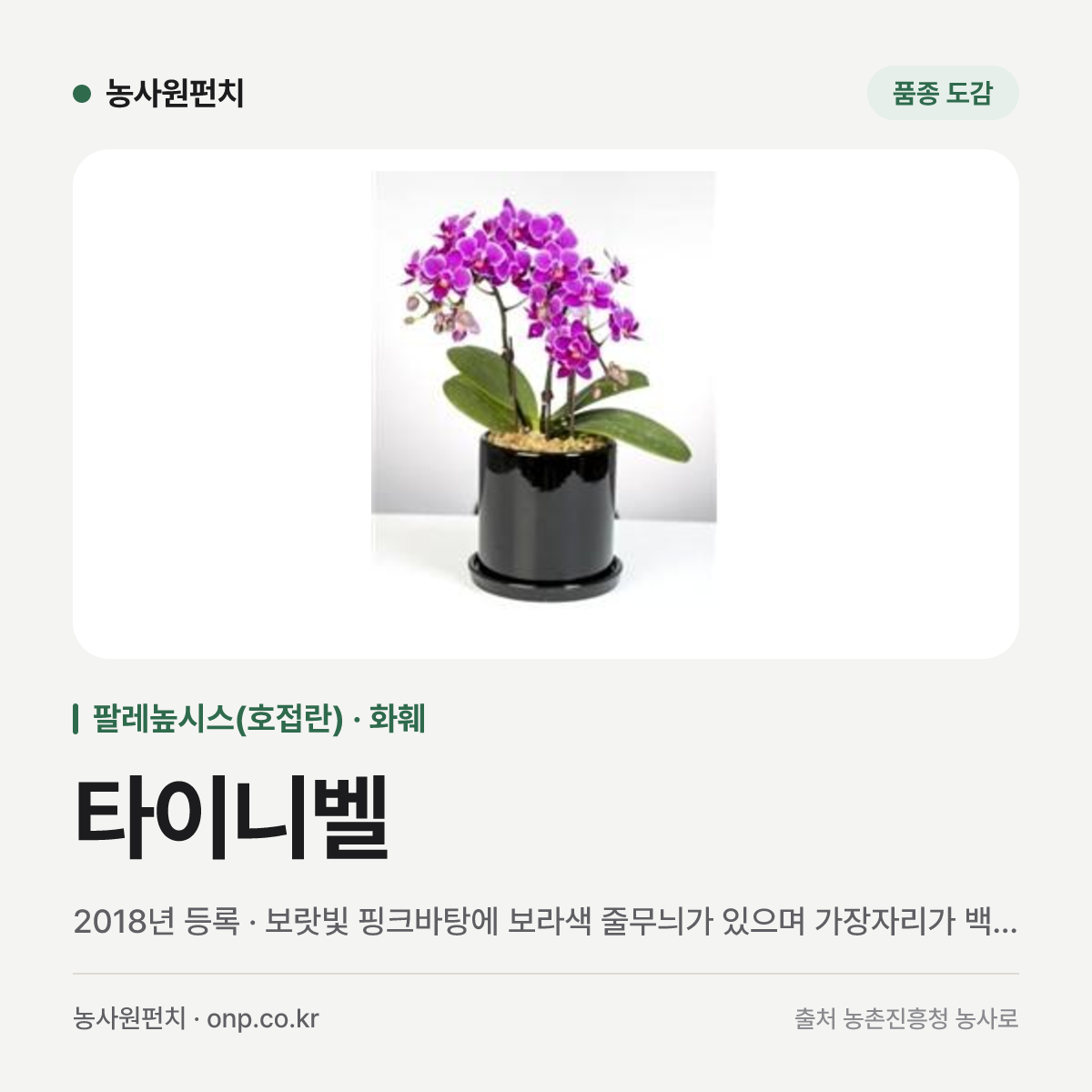타이니벨