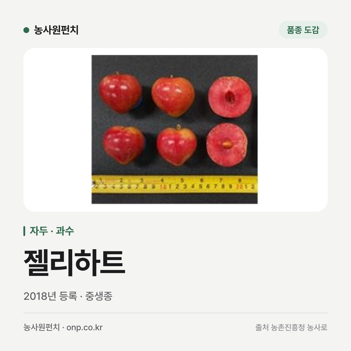 젤리하트