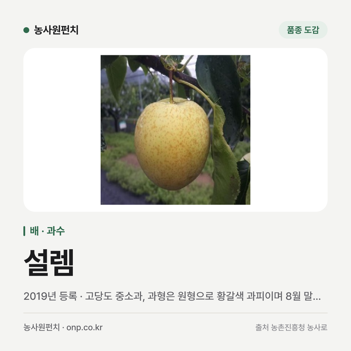설렘