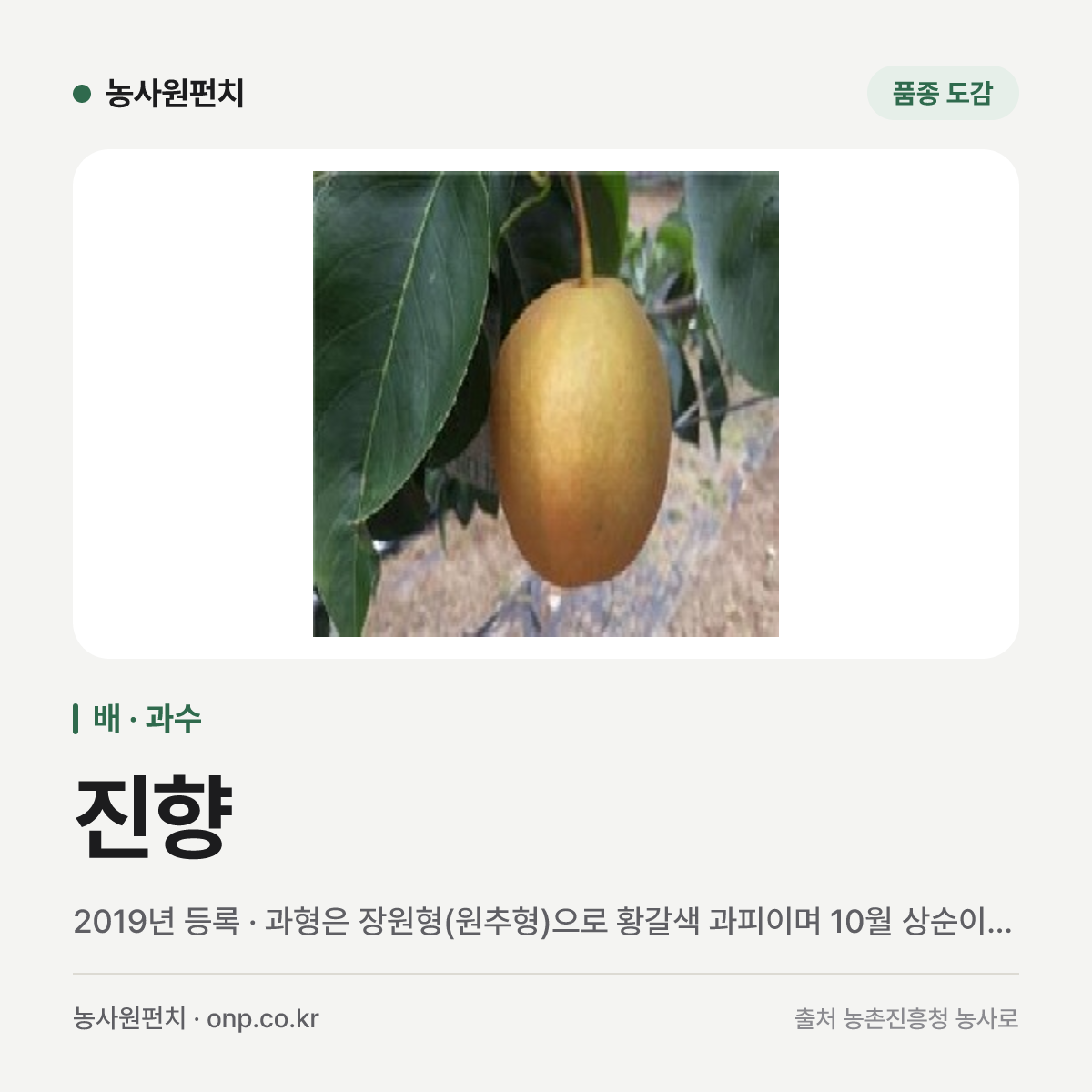 진향