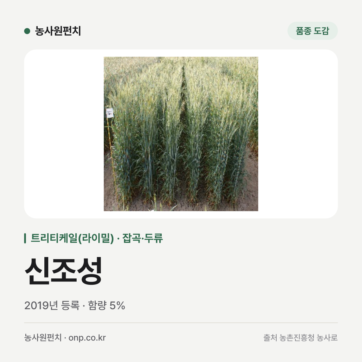 신조성