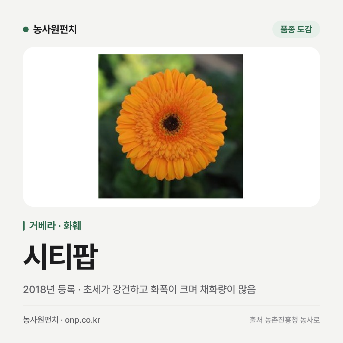 시티팝