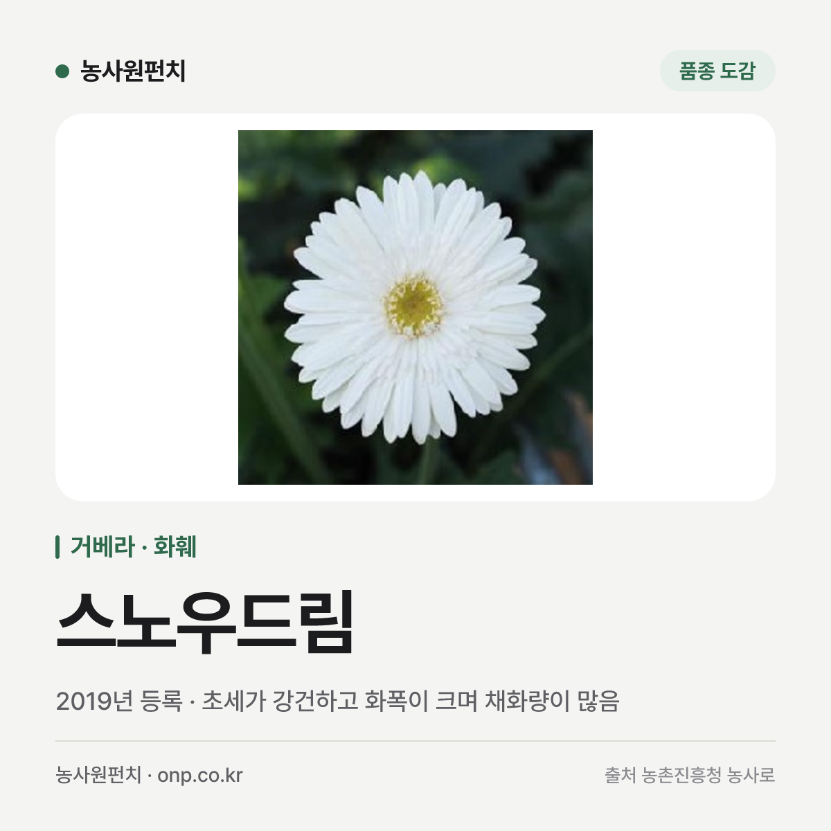 스노우드림