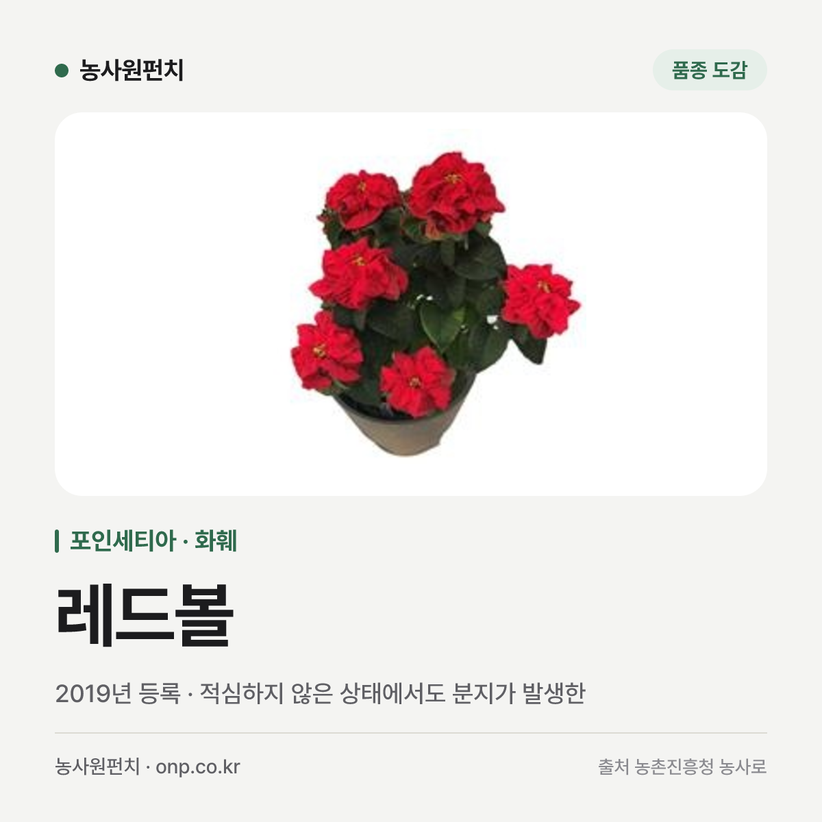 레드볼