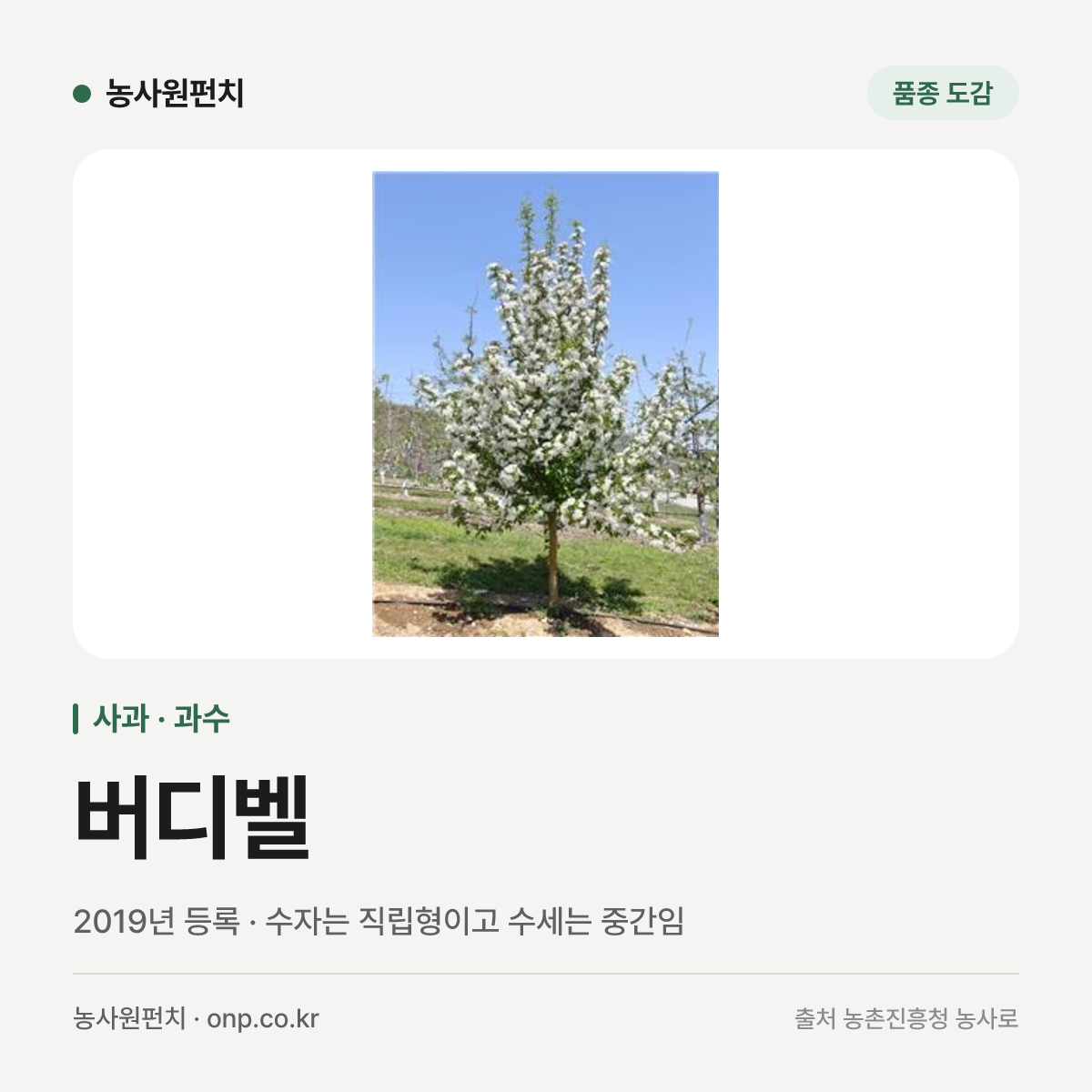 버디벨