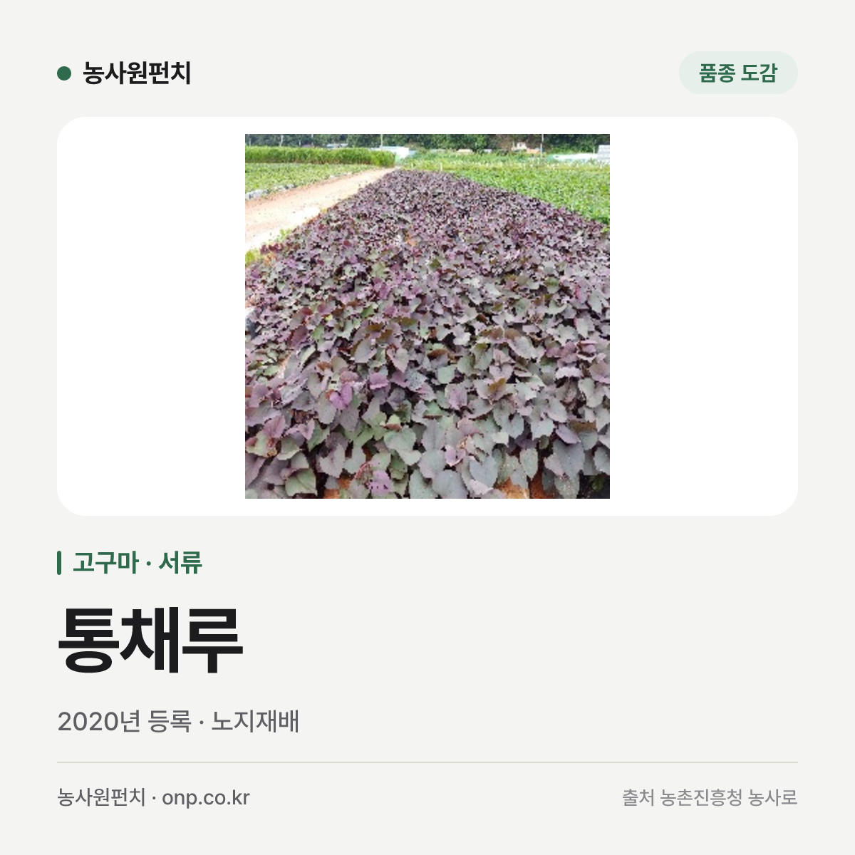 통채루
