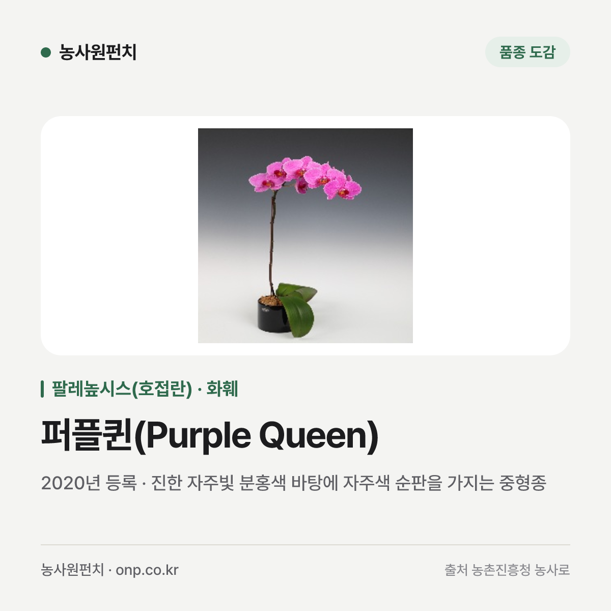 퍼플퀸(Purple Queen)