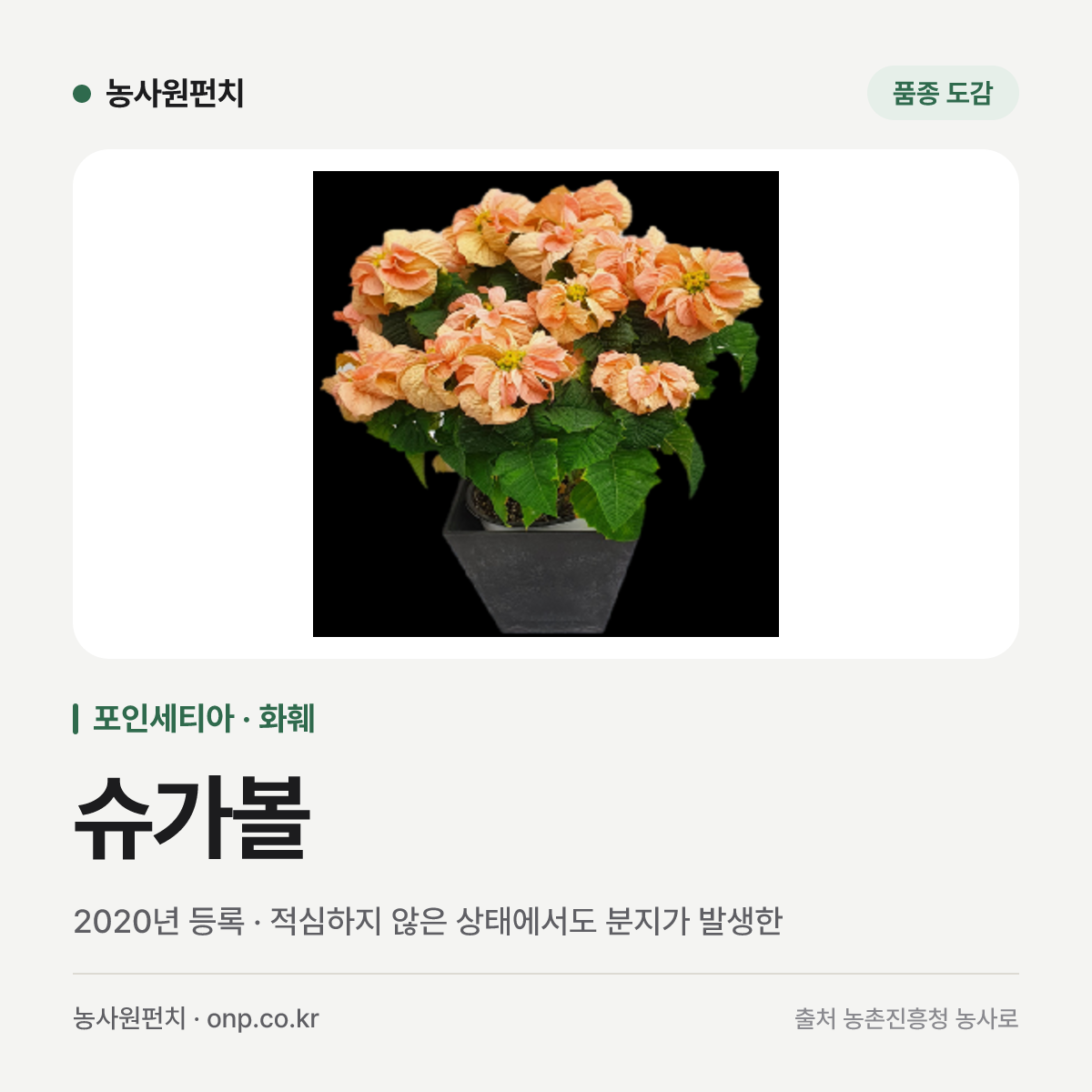 슈가볼