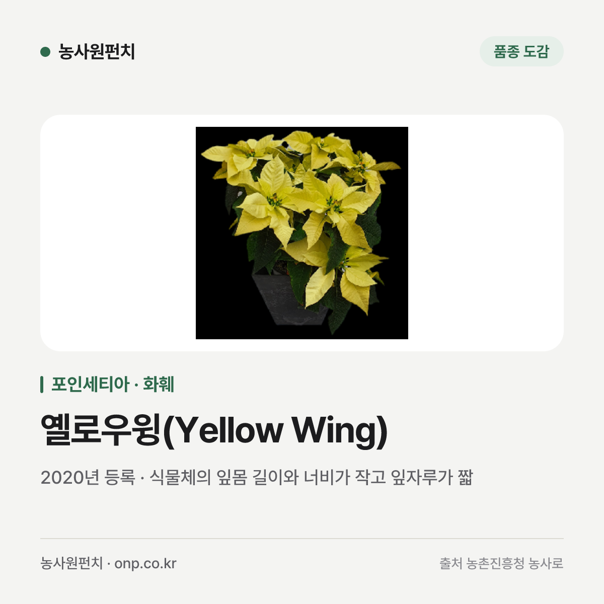 옐로우윙(Yellow Wing)