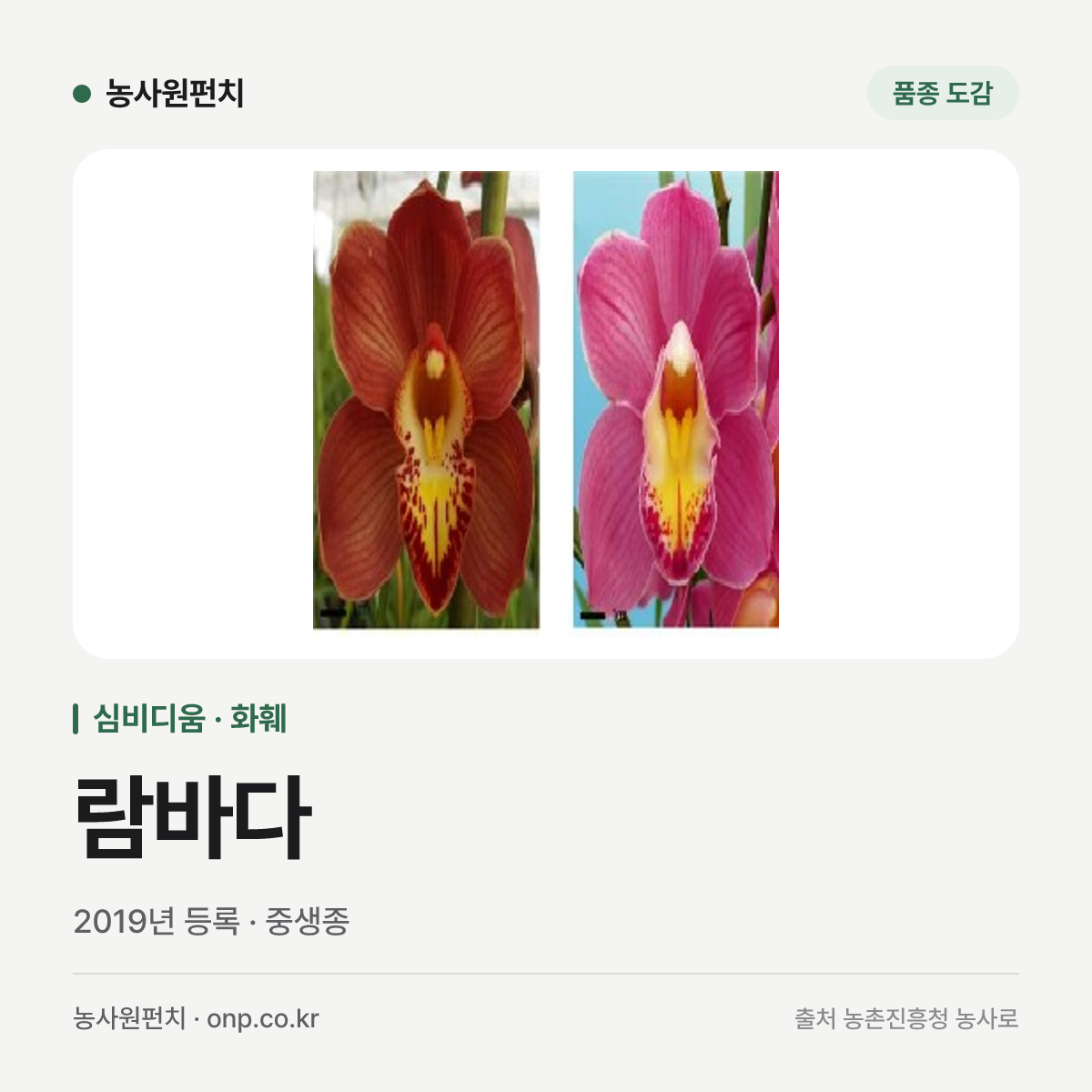 람바다