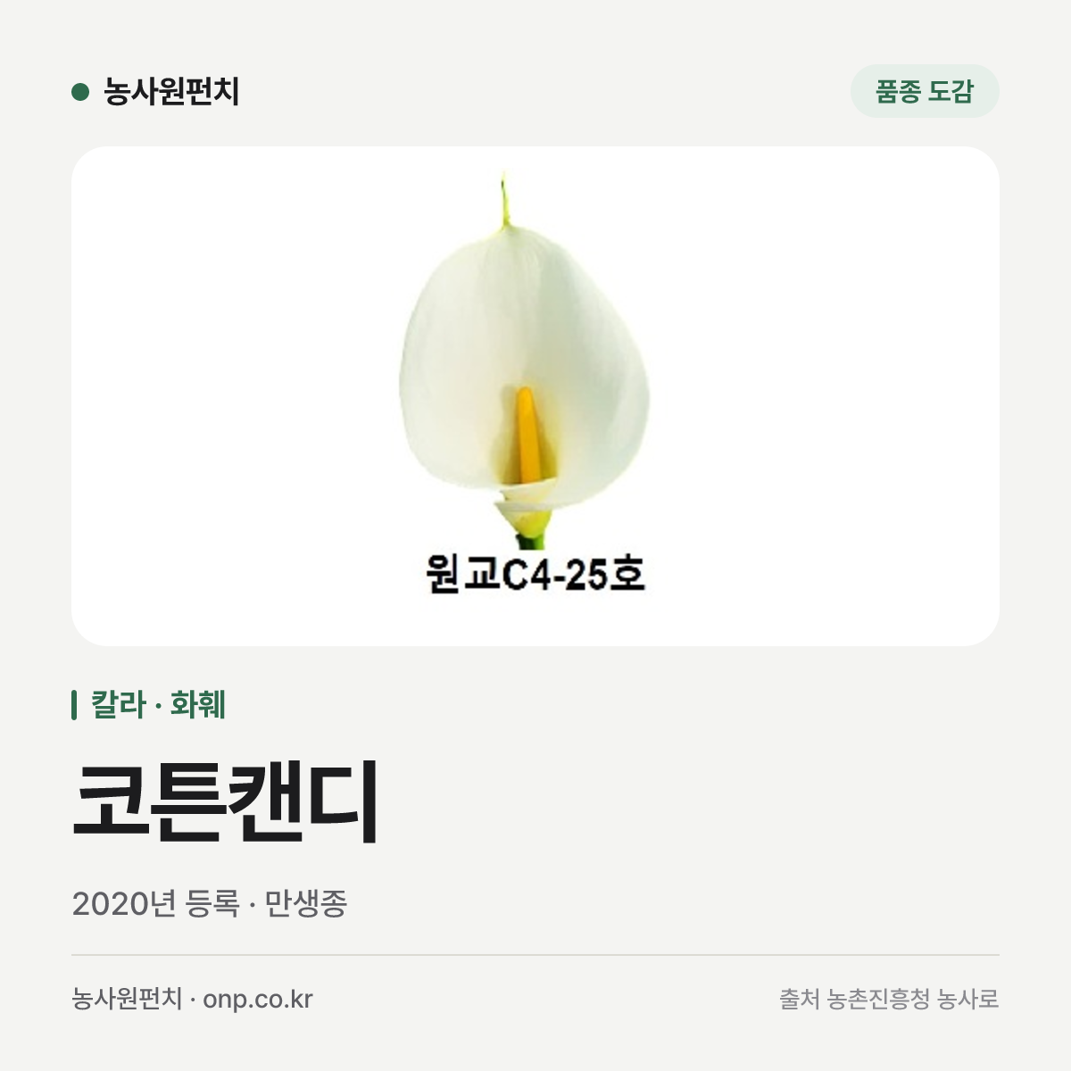 코튼캔디