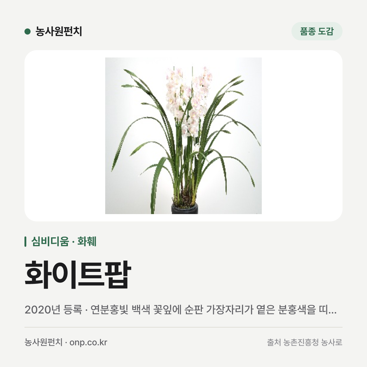 화이트팝
