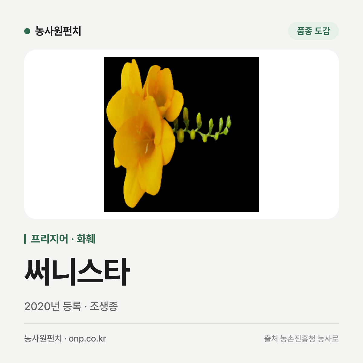 써니스타