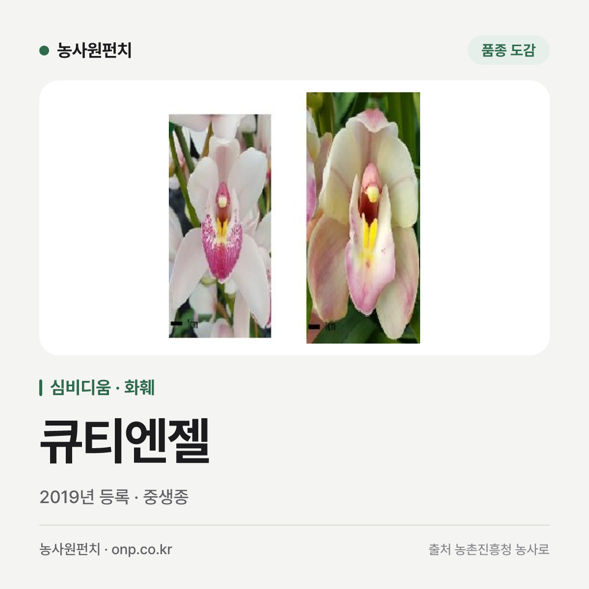 큐티엔젤