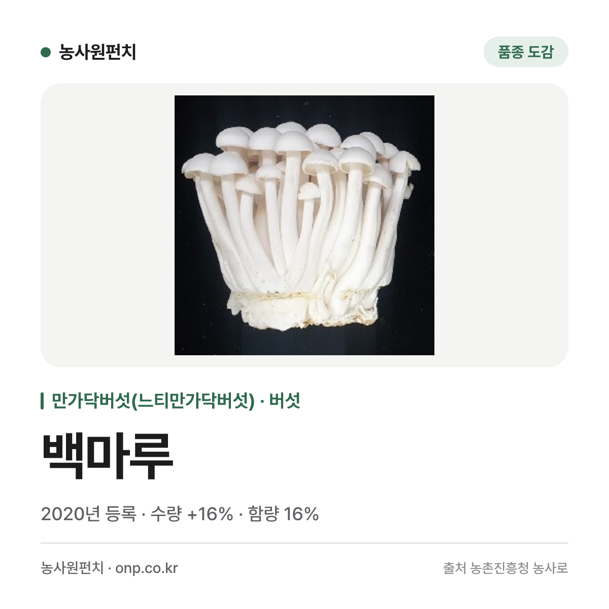백마루