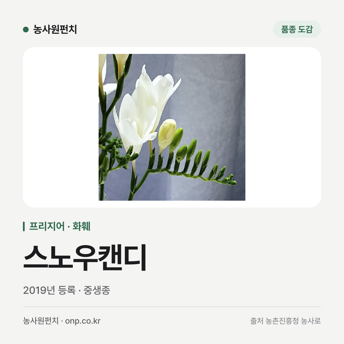 스노우캔디