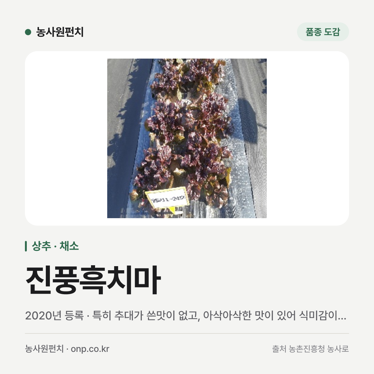 진풍흑치마