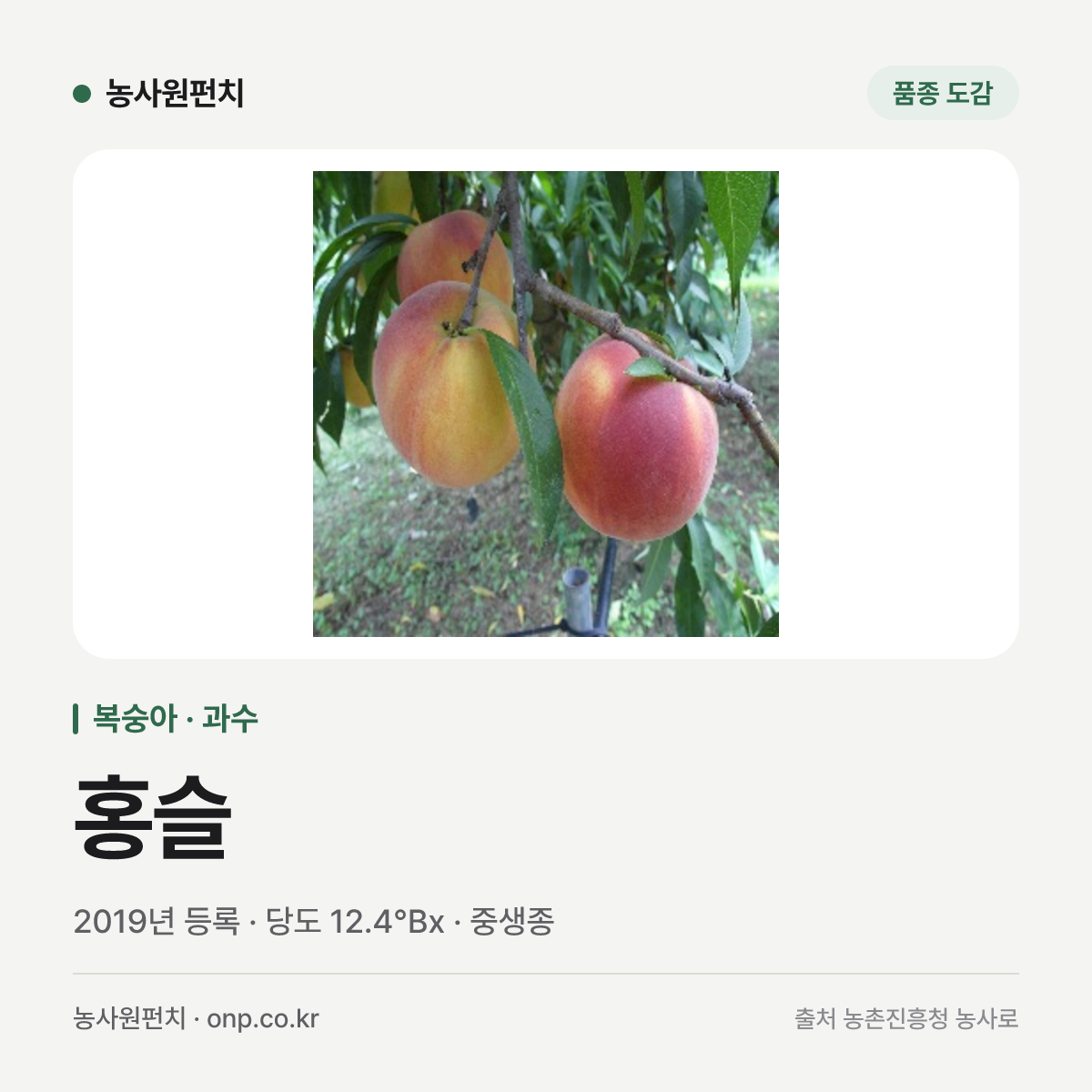 홍슬