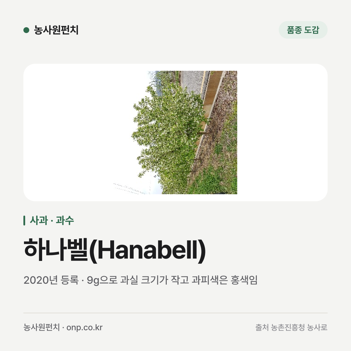하나벨(Hanabell)