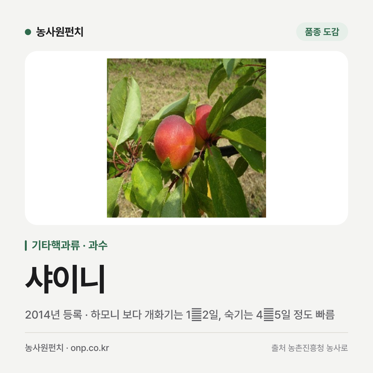 샤이니