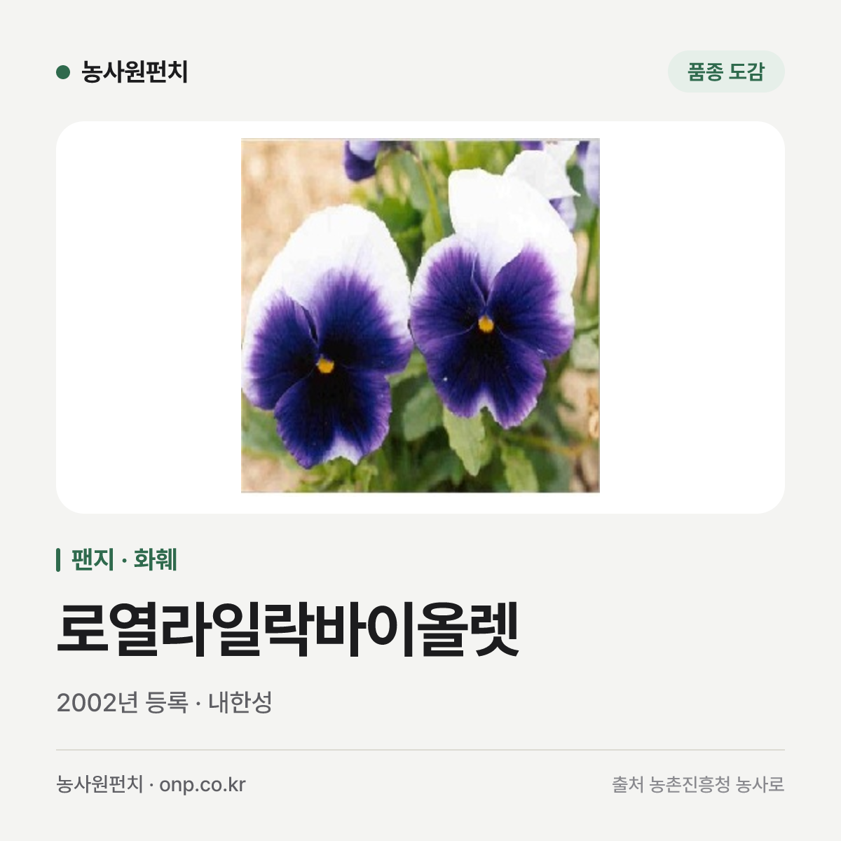 로열라일락바이올렛