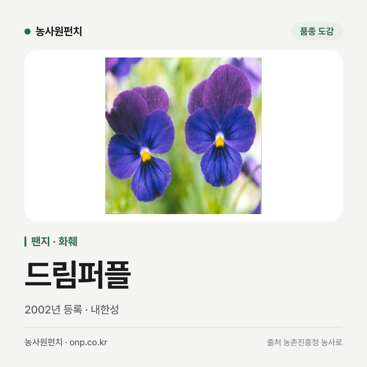 드림퍼플