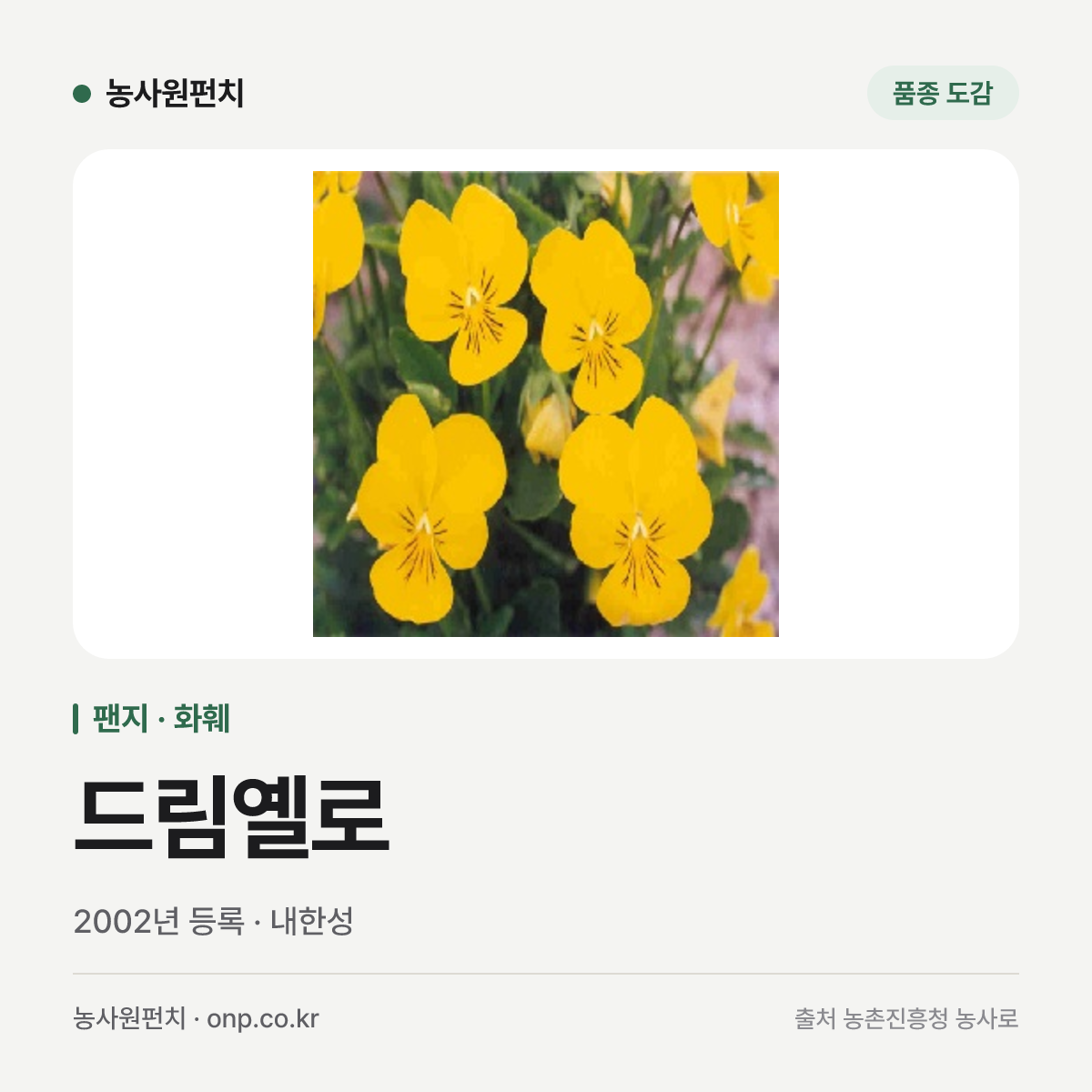드림옐로