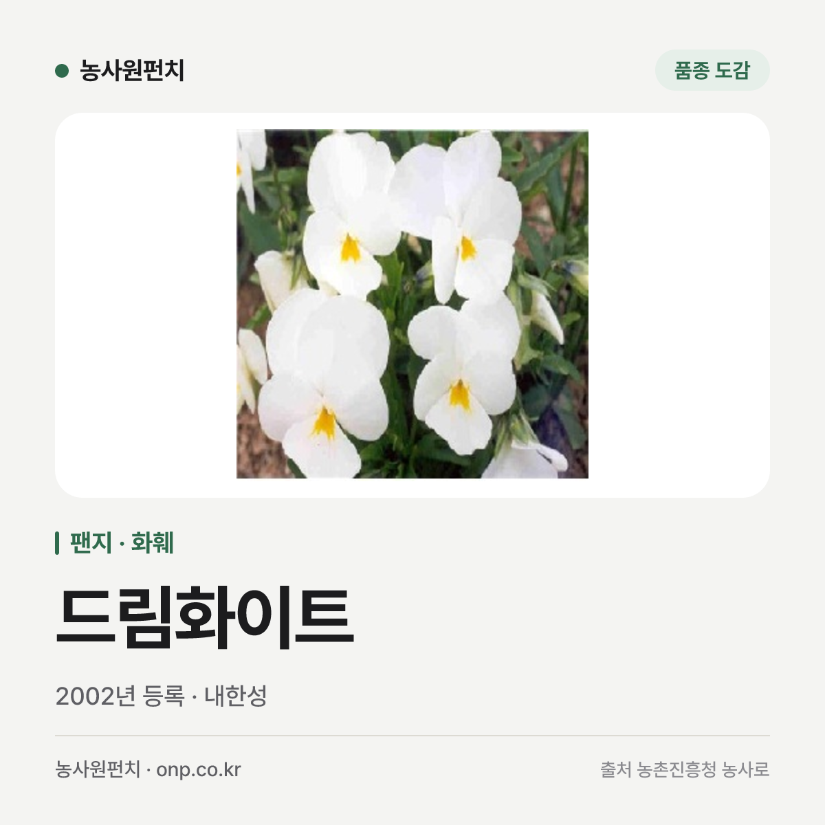 드림화이트