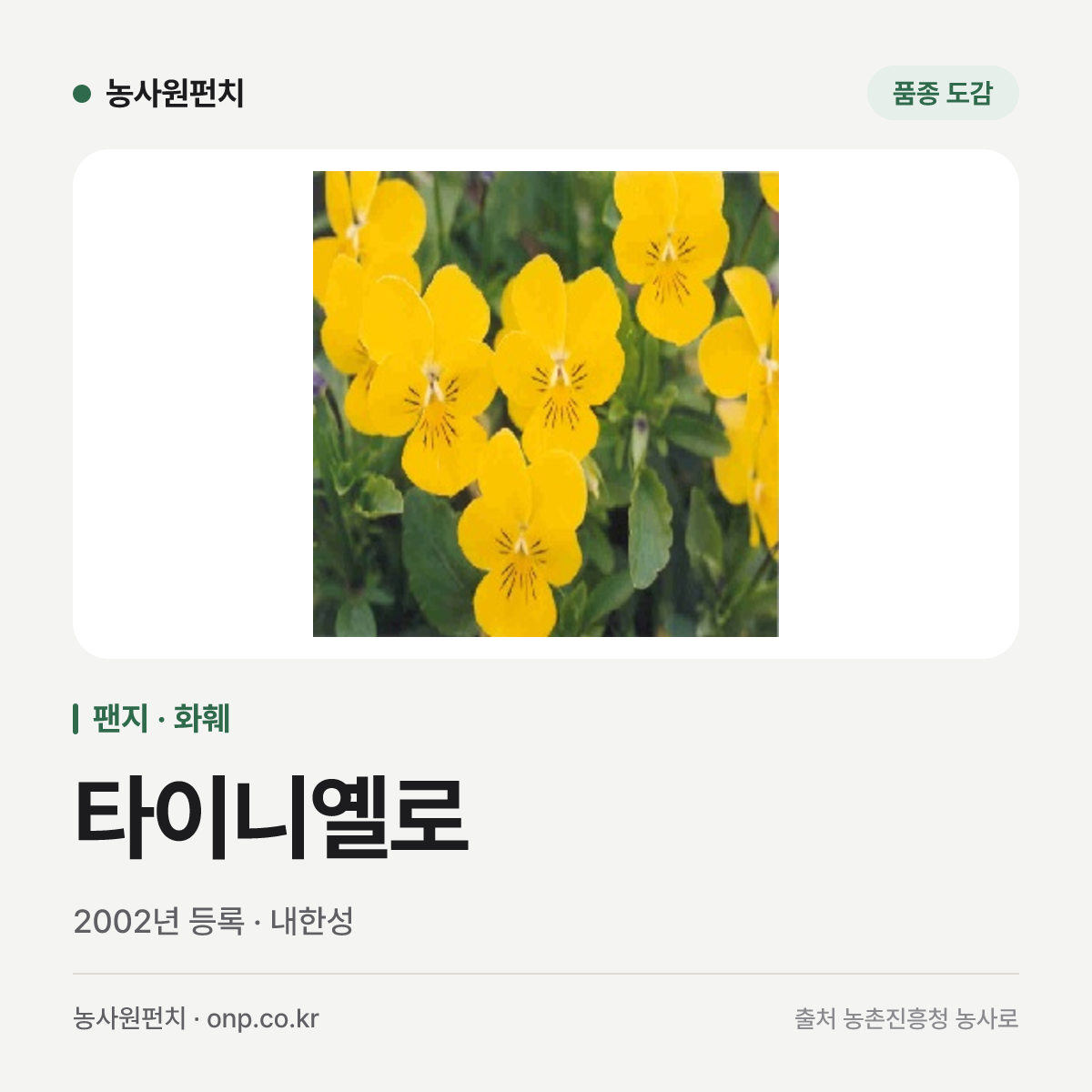 타이니옐로