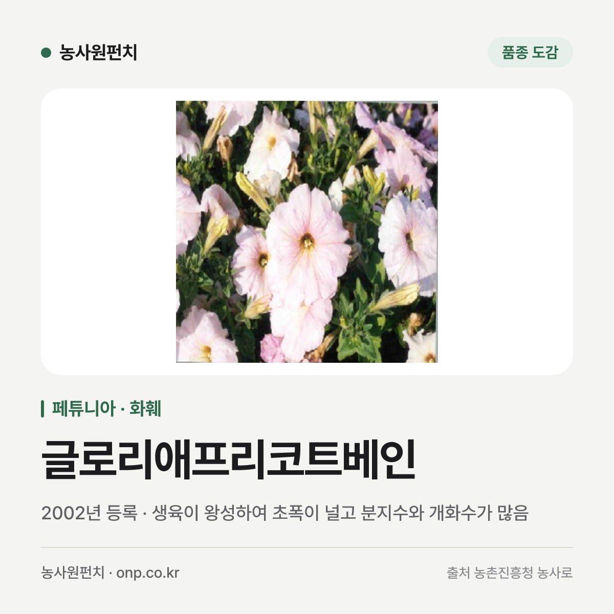 글로리애프리코트베인
