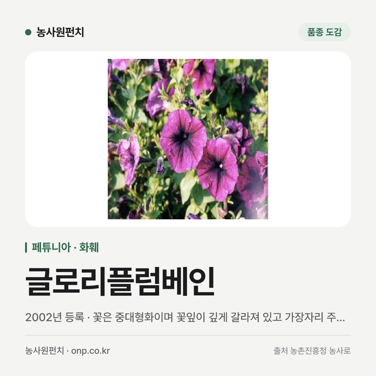글로리플럼베인
