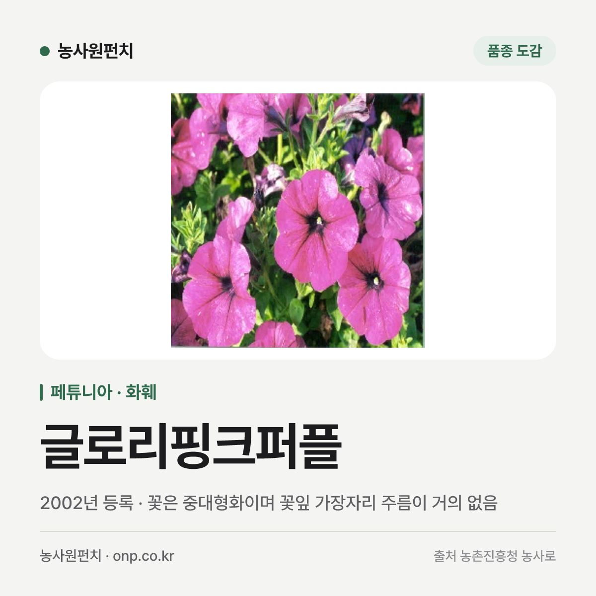 글로리핑크퍼플