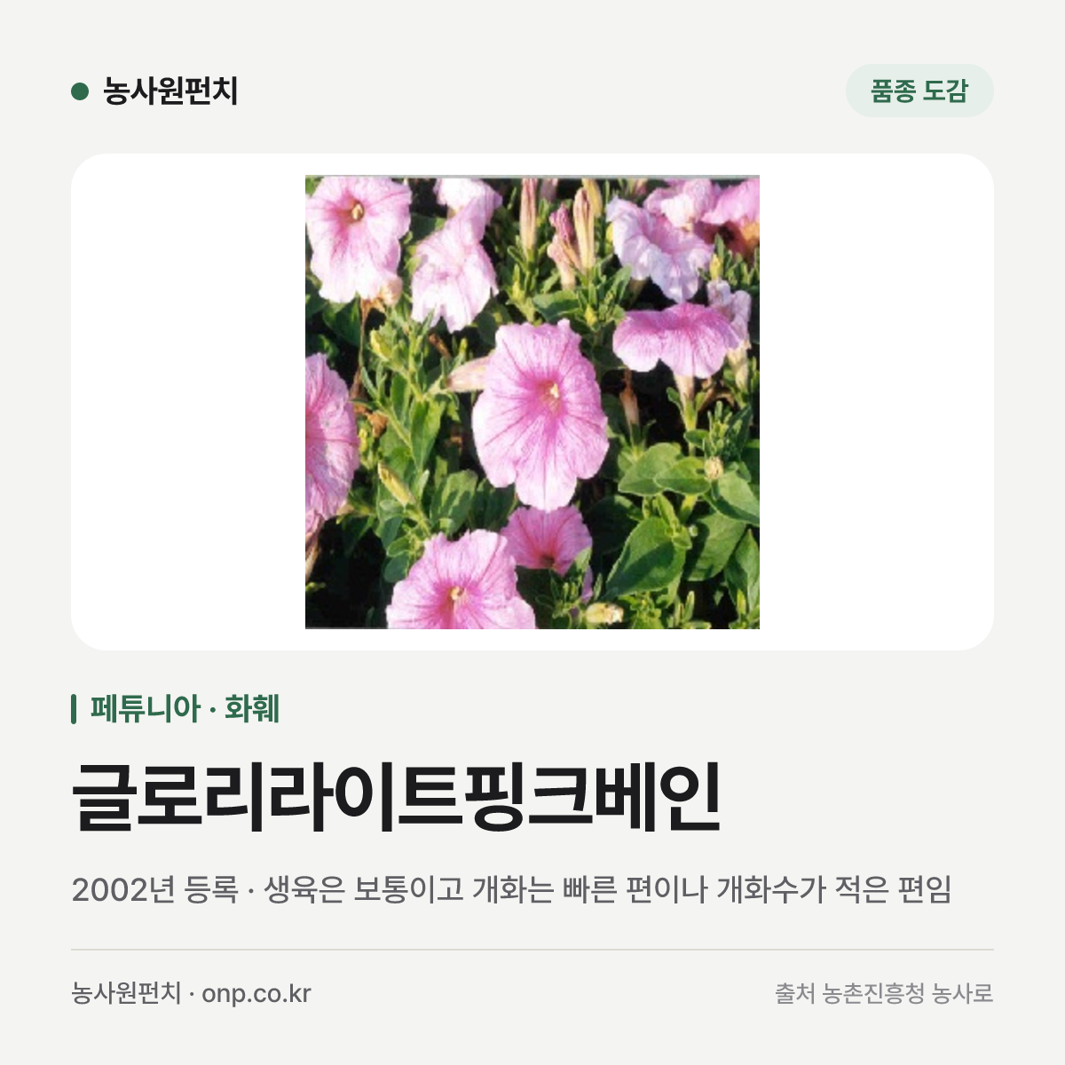 글로리라이트핑크베인