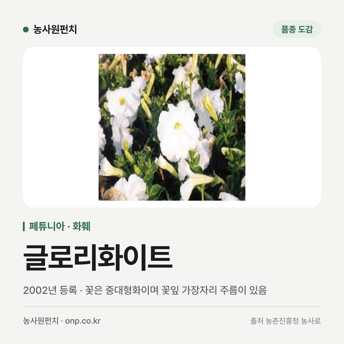 글로리화이트