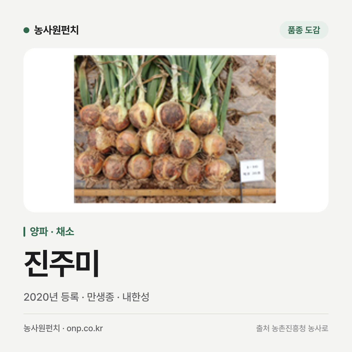 진주미