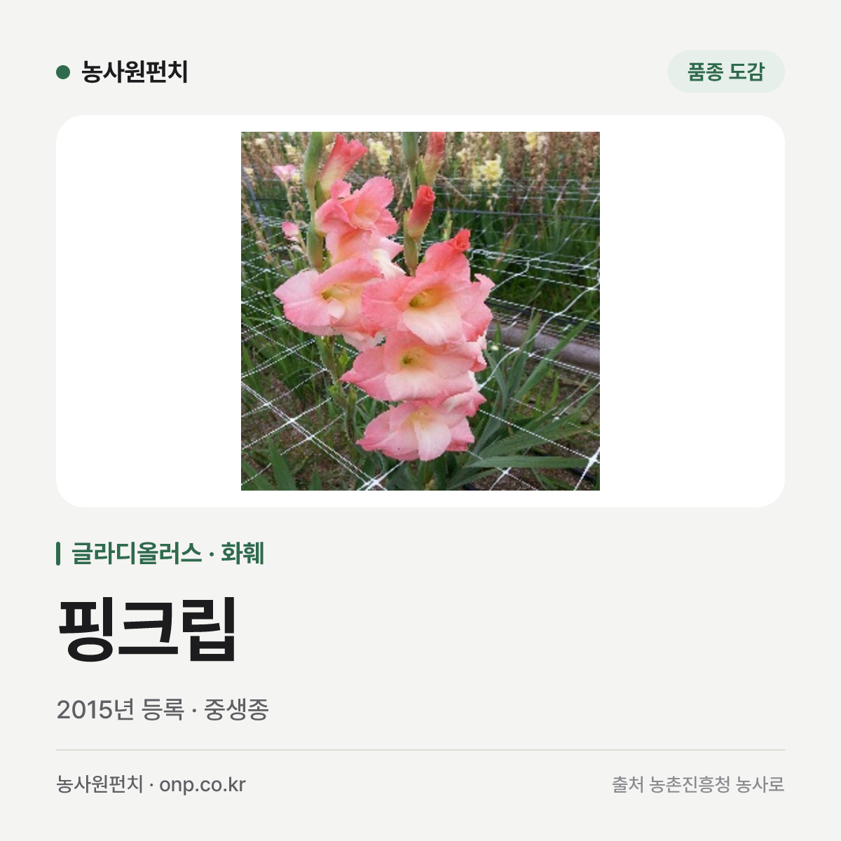 핑크립