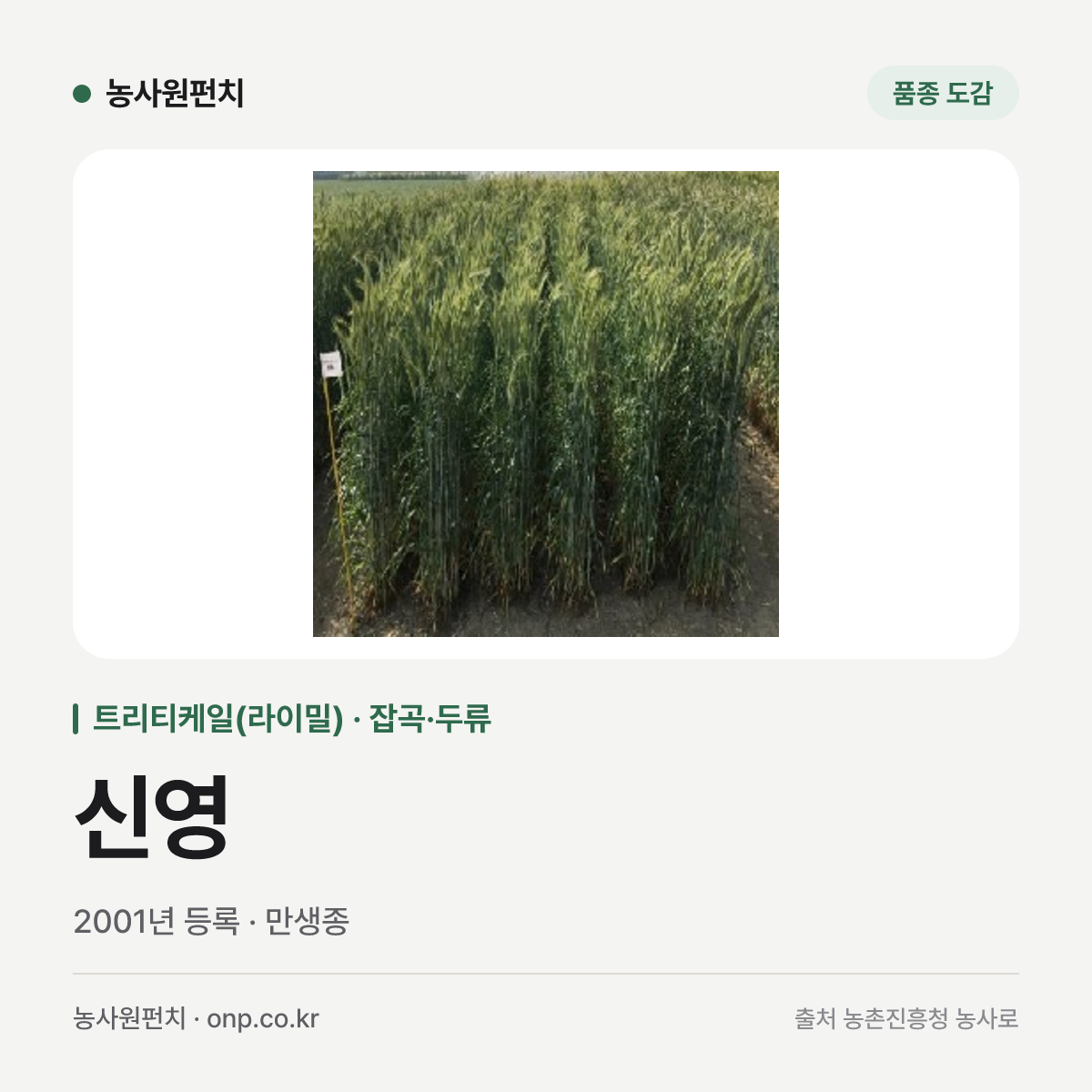 신영