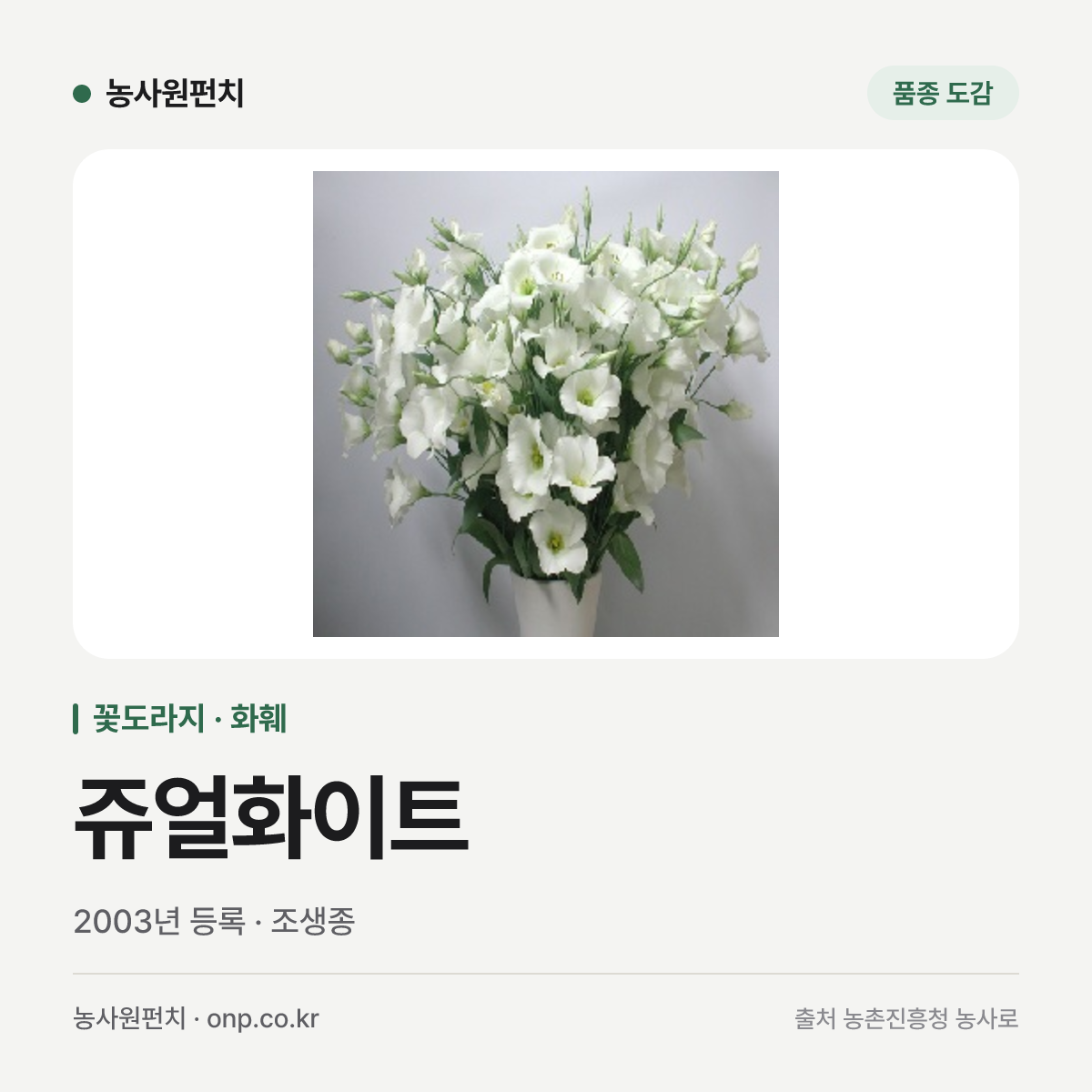 쥬얼화이트