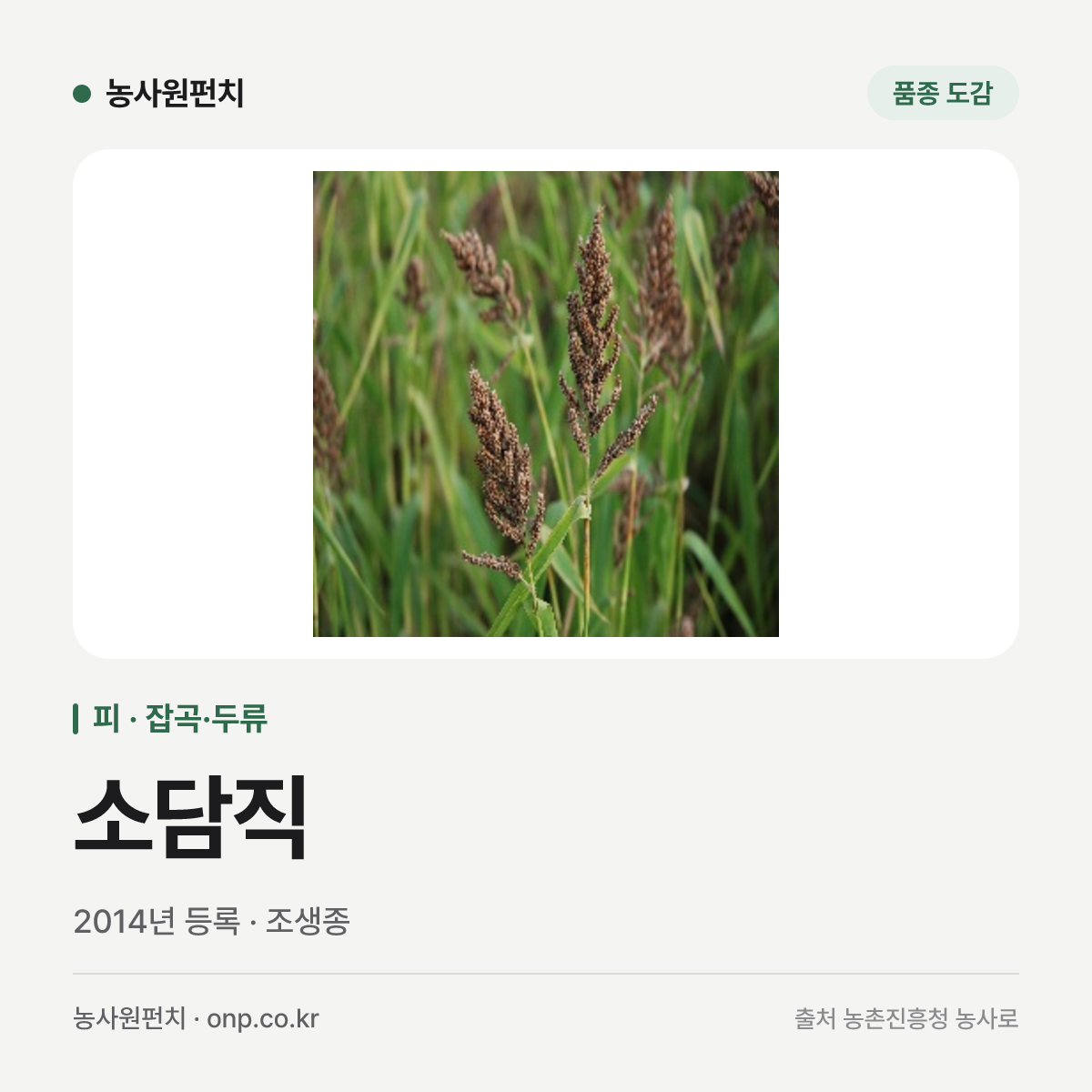 소담직