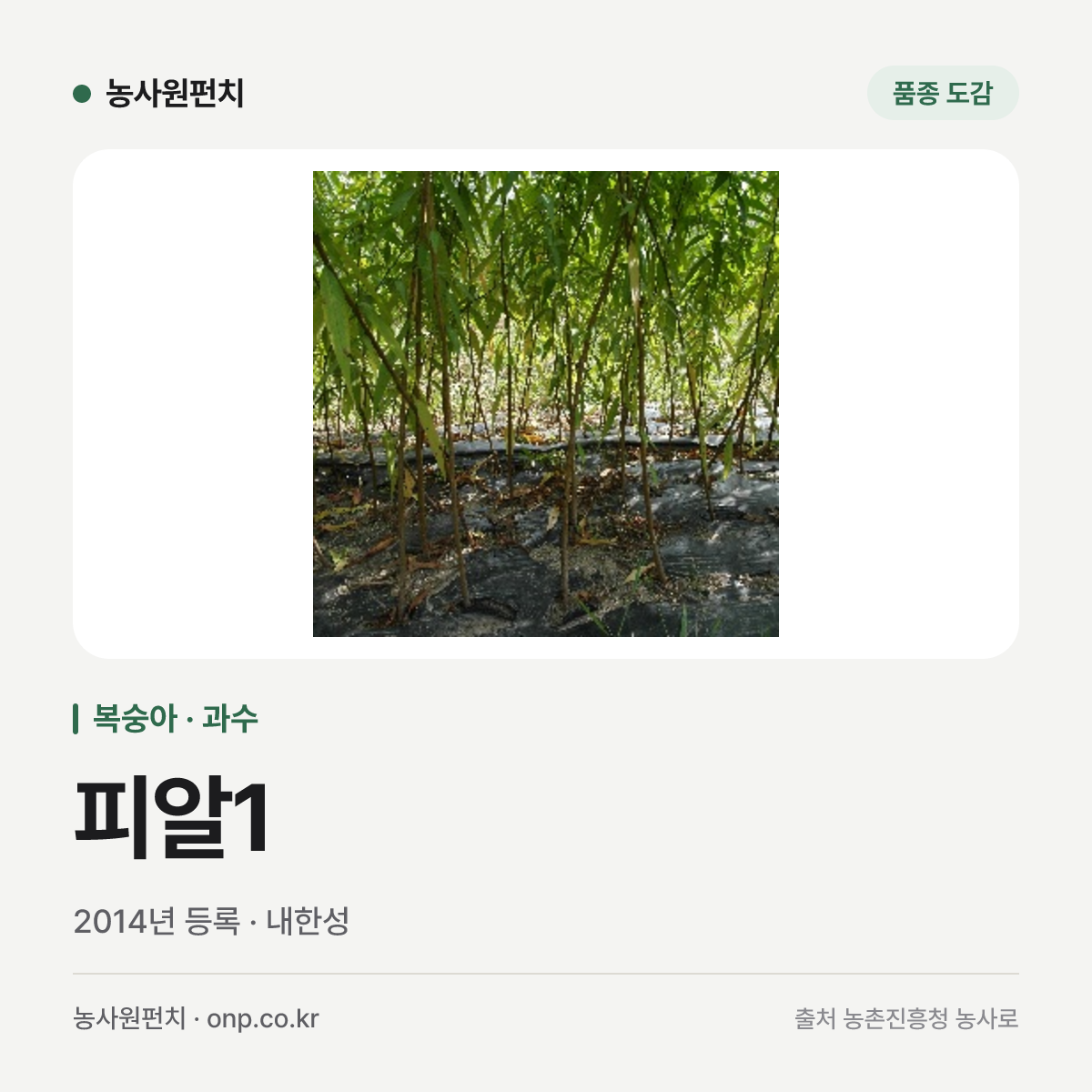 피알1