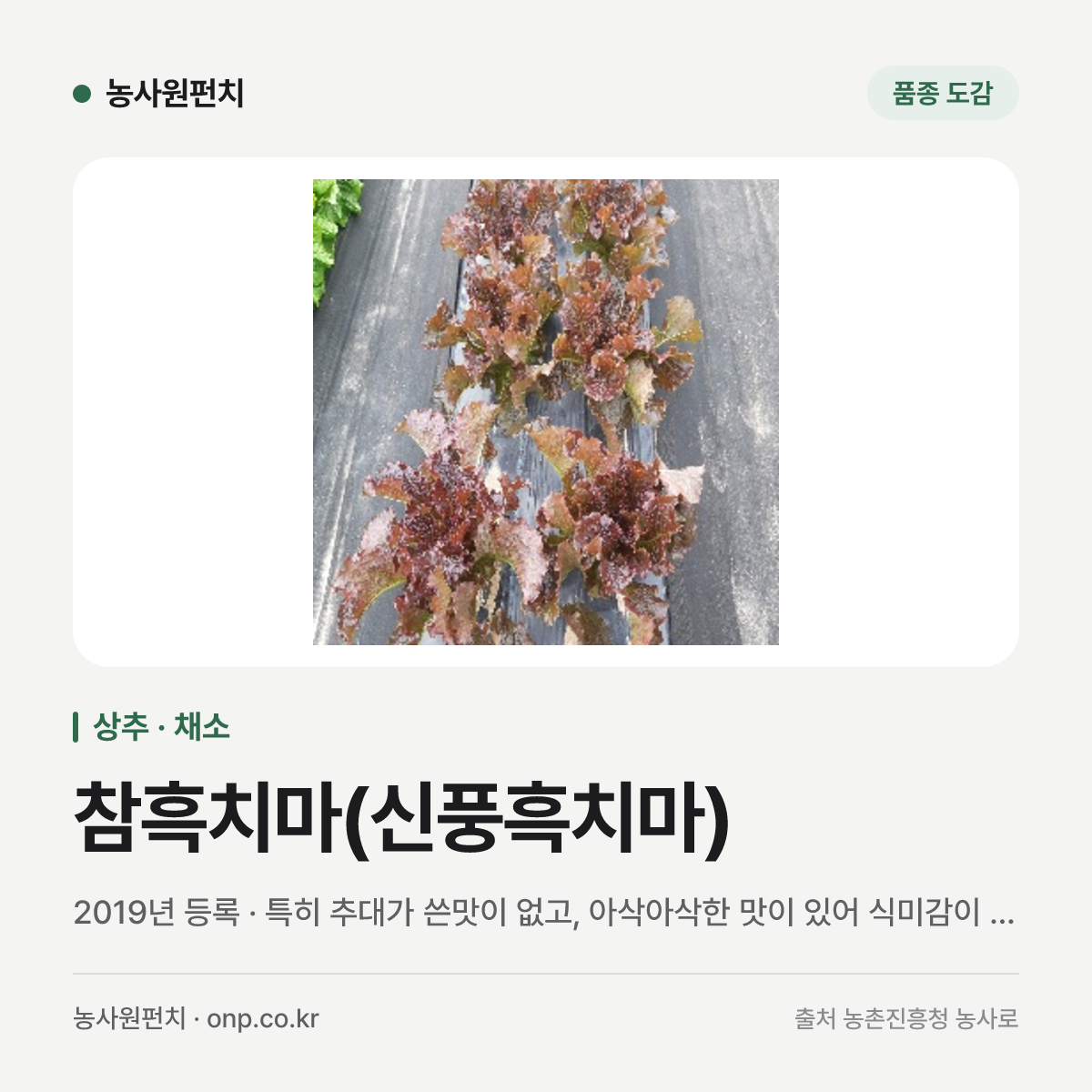참흑치마(신풍흑치마)