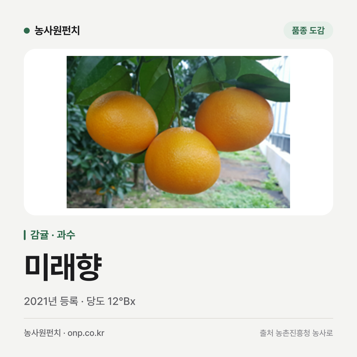 미래향