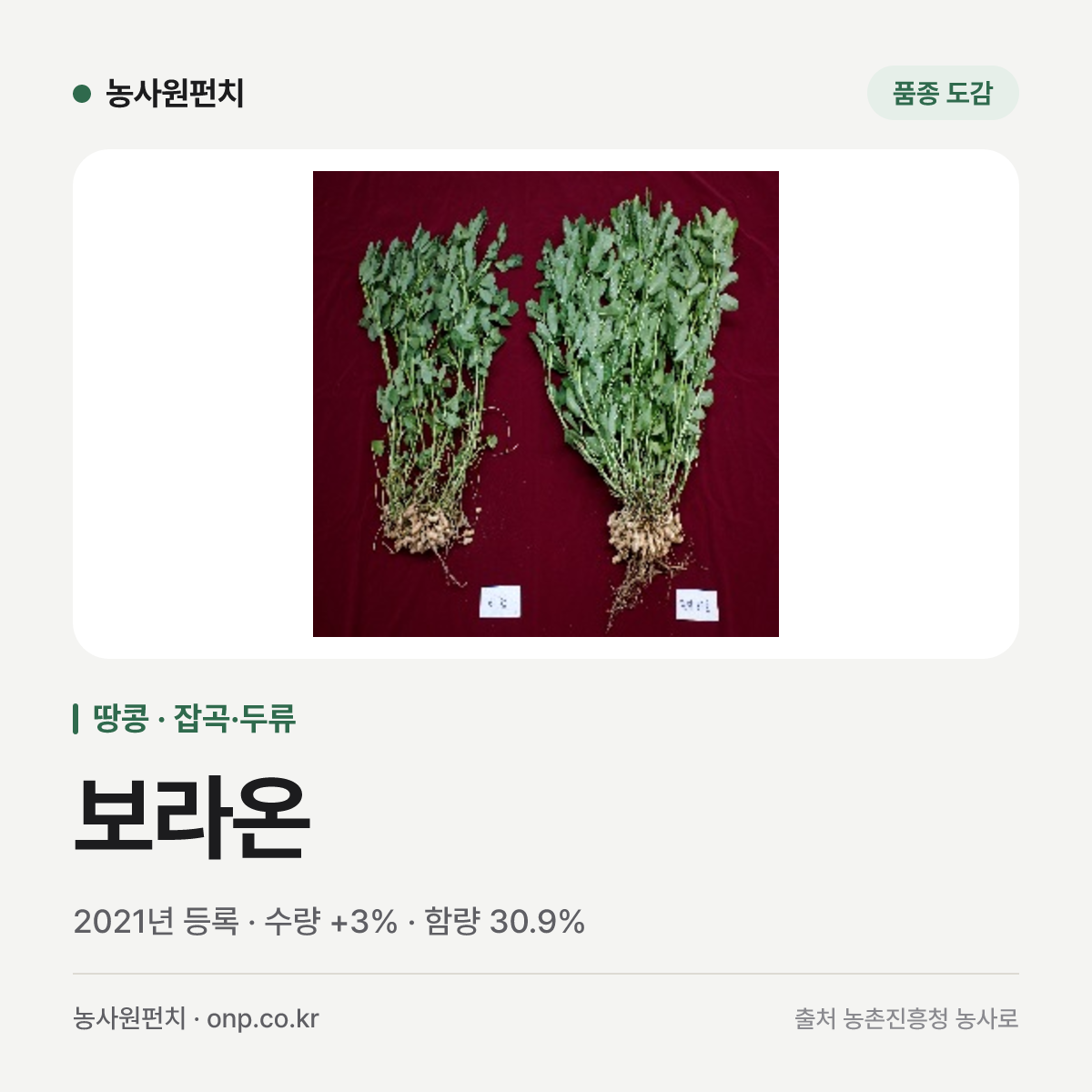 보라온