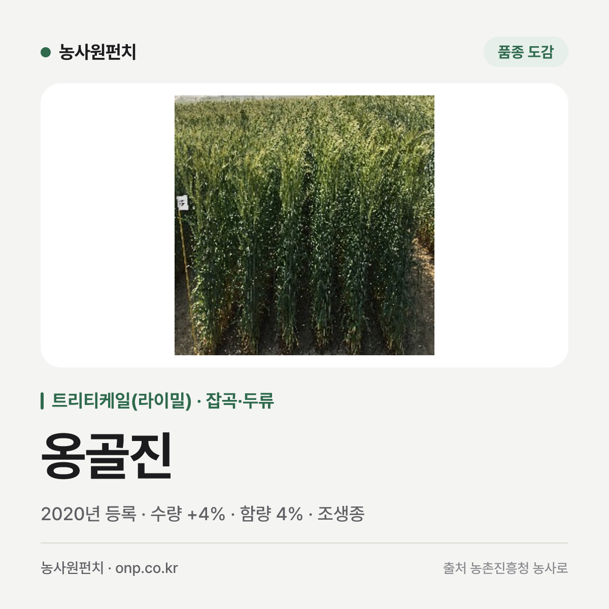 옹골진
