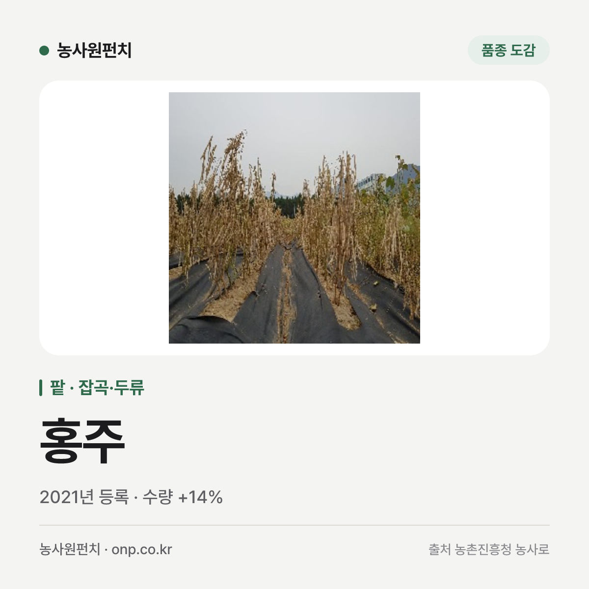 홍주