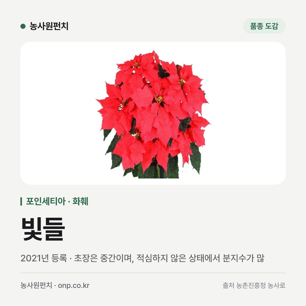 빛들