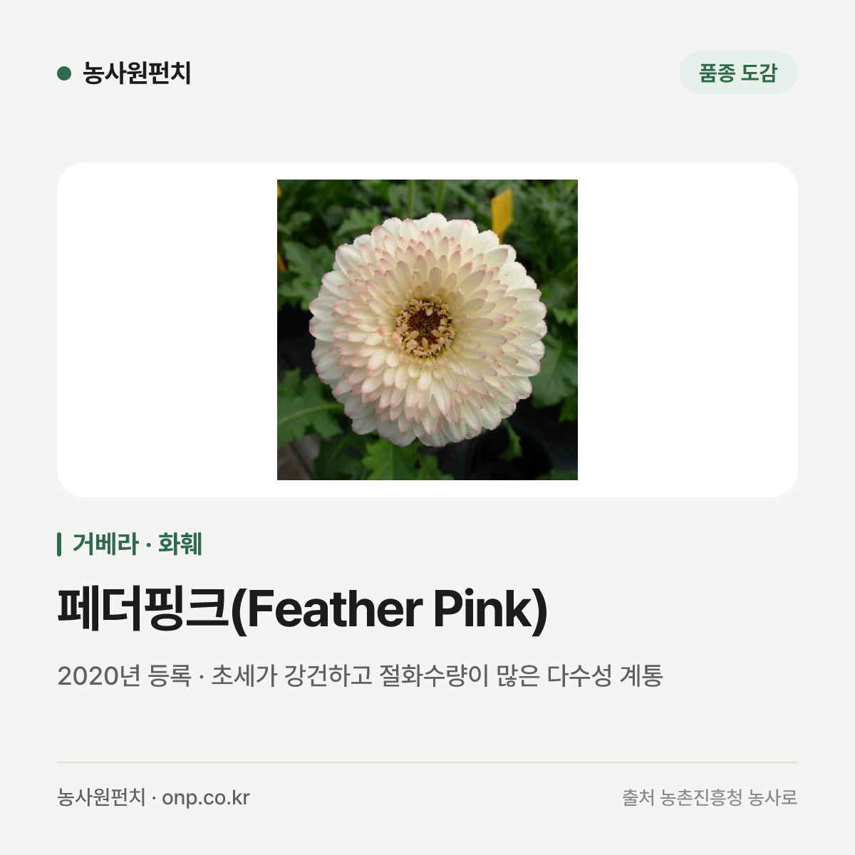 페더핑크(Feather Pink)