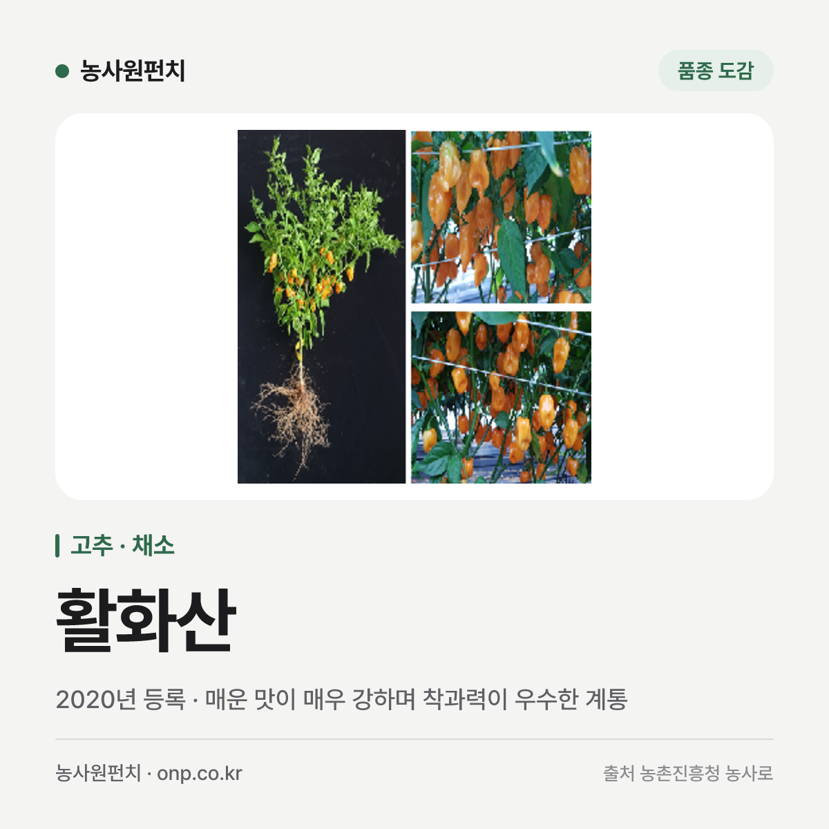 활화산